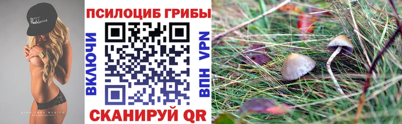 где купить   Мценск  Псилоцибиновые грибы MAGIC MUSHROOMS 